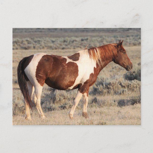 Carte Postale McCullough Peaks Cheaks sauvages (Devant)
