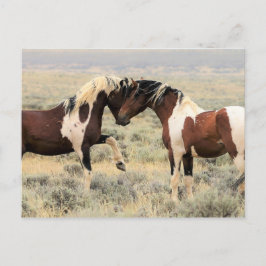 Carte Postale McCullough Peaks Cheaks sauvages