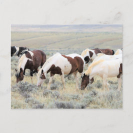 Carte Postale McCullough Peaks Cheaks sauvages