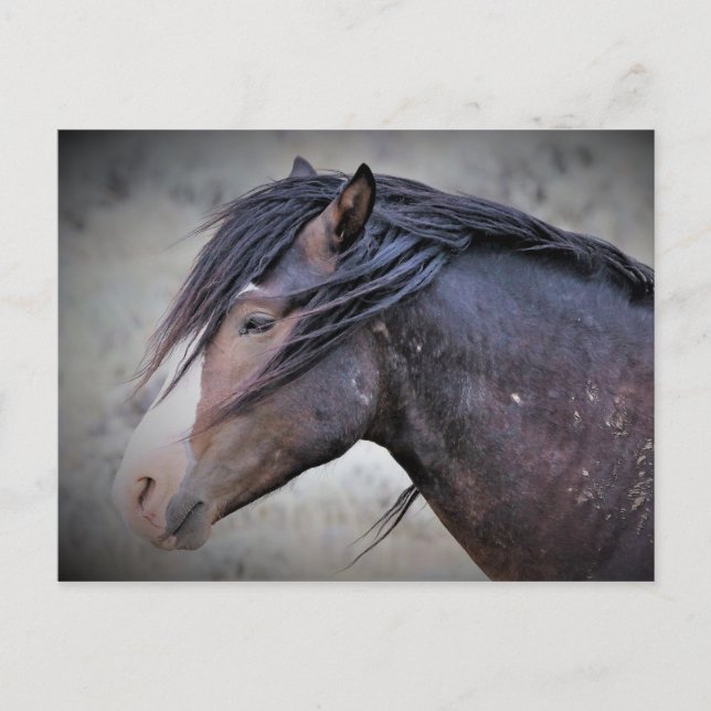 Carte Postale McCullough Peaks Cheaks sauvages (Devant)