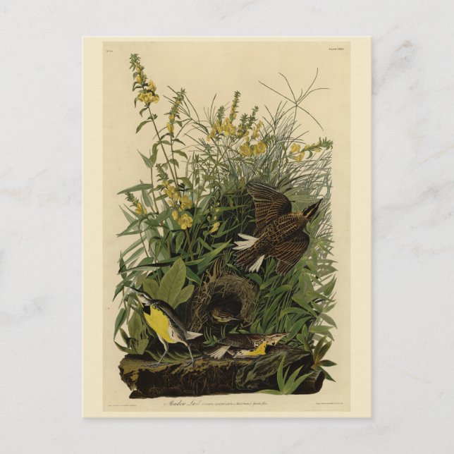 Carte Postale Meadow Lark from Audubon's Birds of America (Devant)