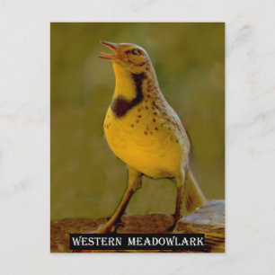 Carte Postale Meadowlark occidental (Kansas, Montana, Nebraska)