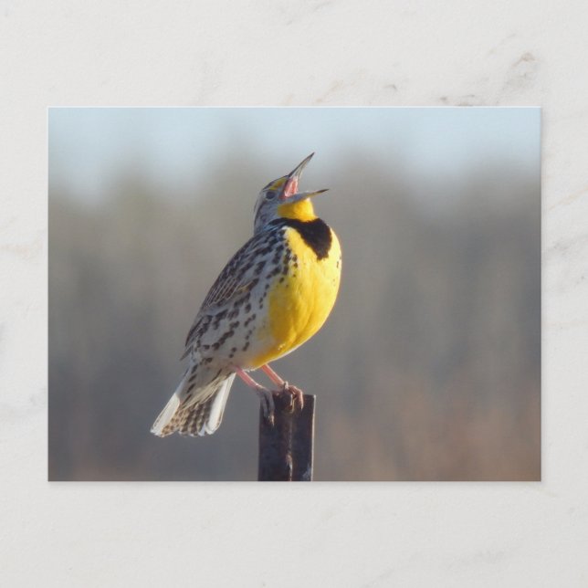 Carte Postale Meadowlark Ouest Dans Le Dakota Du Nord (Devant)