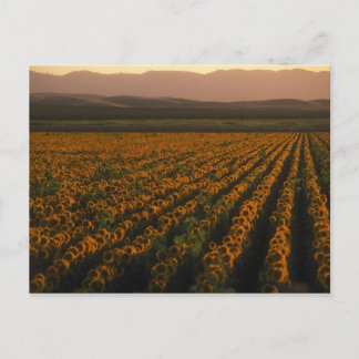 Carte Postale MeddockPhoto_PostCard_Art