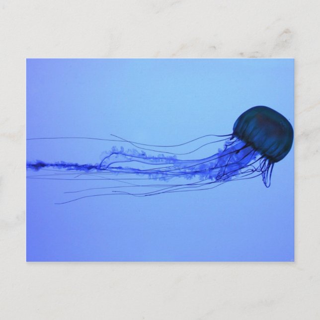 Carte Postale Méduse (Devant)