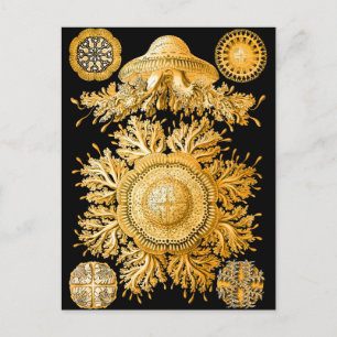 Carte Postale Méduse