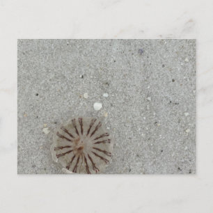 Carte Postale Méduse