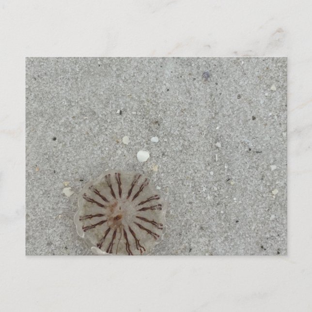 Carte Postale Méduse  (Devant)