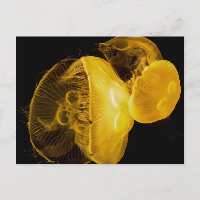 Carte Postale Méduse (Devant)