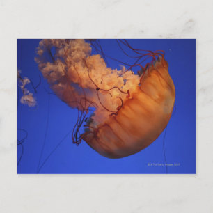 Carte Postale Méduse de l'ortie