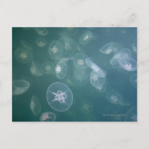 Carte Postale Méduse de lune