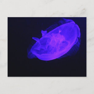 Carte Postale Méduse de lune # 22