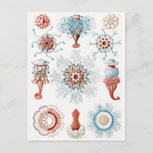 Carte Postale Méduse, Siphonophorae Staatsquallen Marine Life