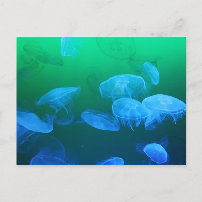 Carte Postale Méduse transparente (Devant)