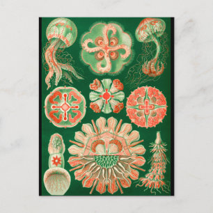 Carte Postale Méduses