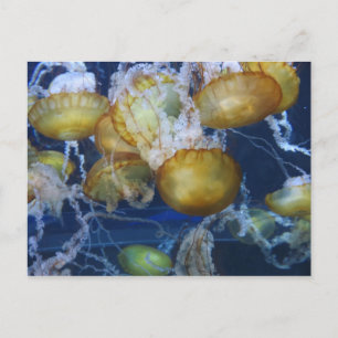 Carte Postale Méduses à l'Aquarium