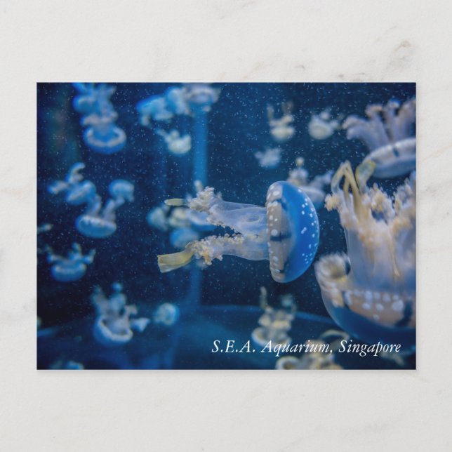 Carte Postale Méduses à S.E.A. Aquarium Singapour (Devant)