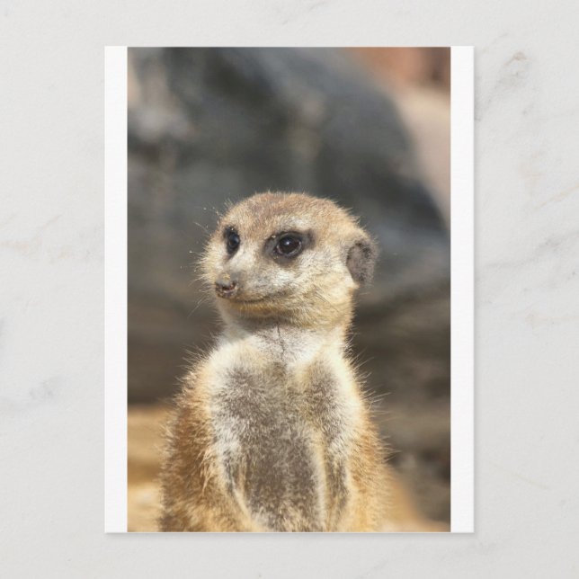 Carte Postale Meercat (Devant)