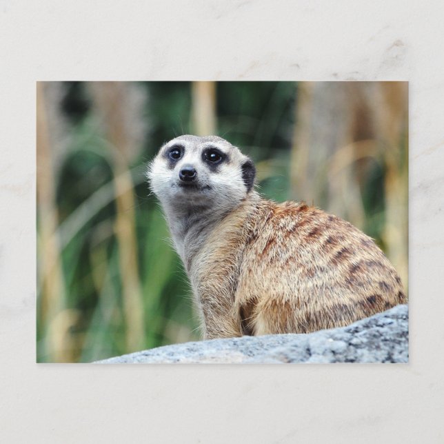 Carte postale Meercat (Devant)