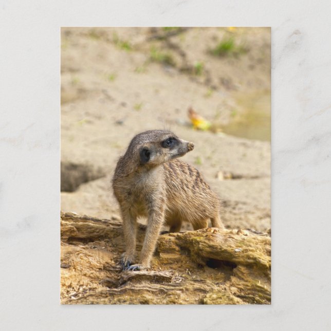 Carte Postale Meerkat (Devant)