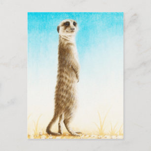 Carte postale Meerkat