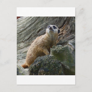 Carte Postale Meerkat