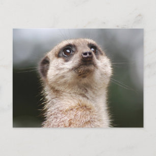 Carte postale Meerkat