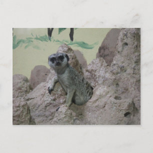 Carte Postale Meerkat