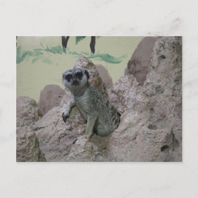 Carte Postale Meerkat (Devant)