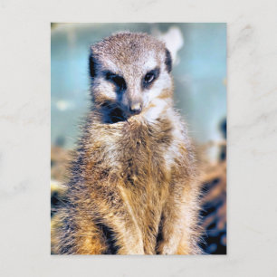 CARTE POSTALE MEERKAT