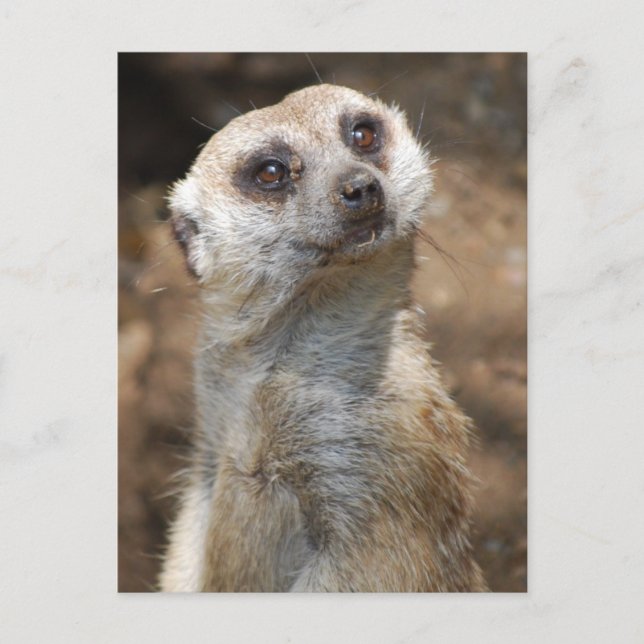 Carte Postale Meerkat (Devant)
