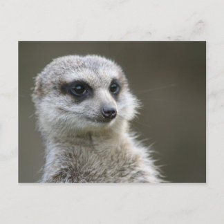 Carte postale : Meerkat