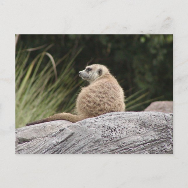 Carte postale Meerkat (Devant)