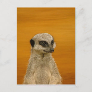 Carte Postale Meerkat
