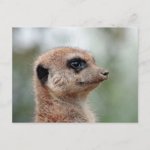 Carte Postale Meerkat 180
