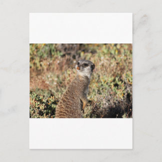 Carte Postale Meerkat attentif