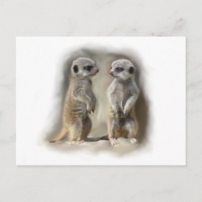 Carte Postale Meerkat bébé jumeaux (Devant)