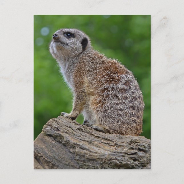 Carte postale Meerkat Bokeh (Devant)