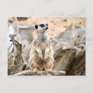 Carte Postale Meerkat debout haut