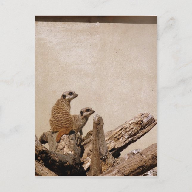 Carte Postale Meerkat Lookout (Devant)