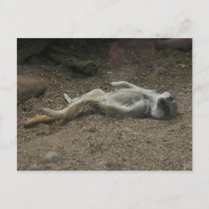 Carte postale Meerkat pour bronzer