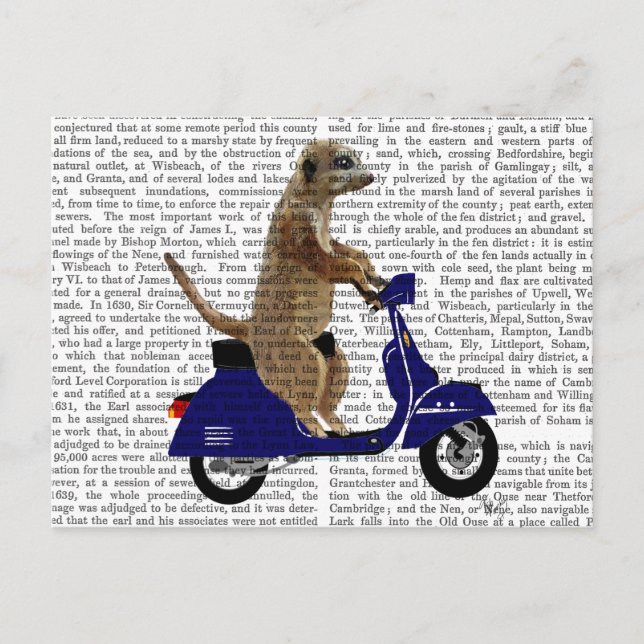 Carte Postale Meerkat sur Dark Blue Moped (Devant)