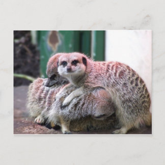 Carte Postale Meerkats