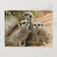 Meerkats sur la surveillance