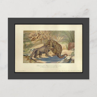 Carte postale Megalosaurus vintage VS Iguanodon