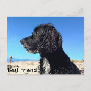 Carte Postale Meilleur ami