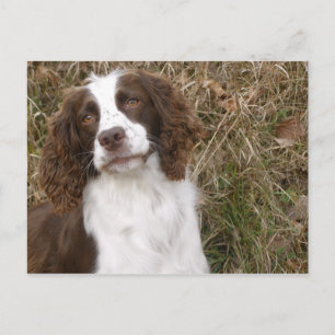Carte Postale Meilleur Ami de l'Homme - Anglais Springer Spaniel