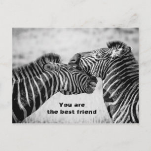 Carte Postale Meilleure citation d'ami avec Zebras