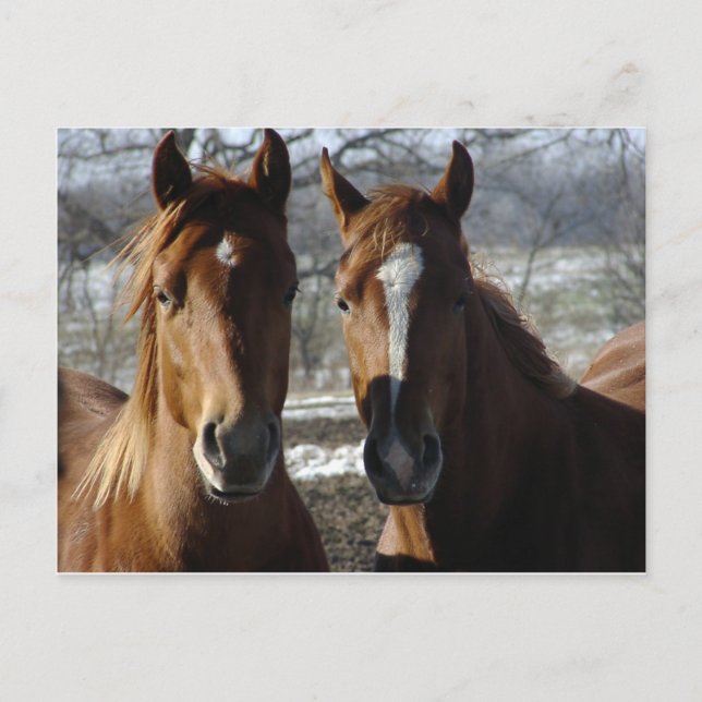 Carte Postale Meilleurs amis (Devant)