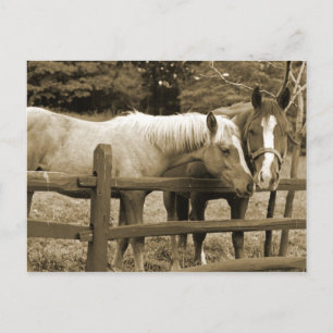 Carte Postale Meilleurs amis